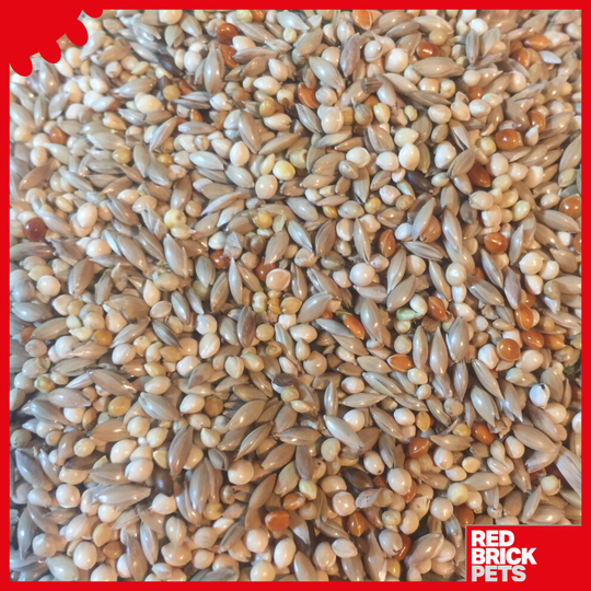 2kg Budgie Seed